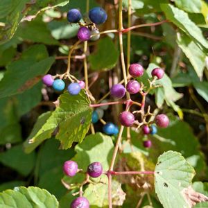 野葡萄,ノブドウ,雑草,山野草,野草の画像