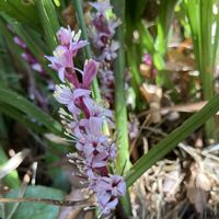 キチジョウソウ,キチジョウソウの雄花,キチジョウソウの両性花,散歩,キジカクシ科の画像