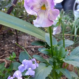 ガーデニング,癒し,花のある暮らし,緑のある暮らし,ハーブのある暮らしの画像