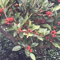 モチノキ,ヤブラン,ヤブミョウガ,キチジョウソウの画像