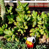 オキザリス,白樺キリン,トラディスカンティア,カタバミ,紅彩ロリカの画像