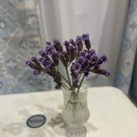 アレチハナガサの画像