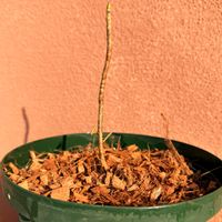 コシアブラ,山菜の画像