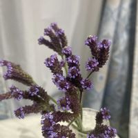 アレチハナガサの画像