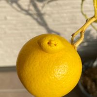 レモン,マイヤーレモン,富山支部,かわちい,チキン倶楽部の画像