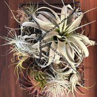 チランジア,クレマチス,スパティフィラム,イオナンタ,ハリシーの画像