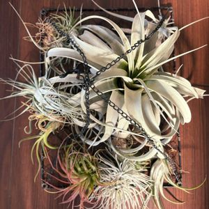 チランジア,クレマチス,スパティフィラム,イオナンタ,ハリシーの画像