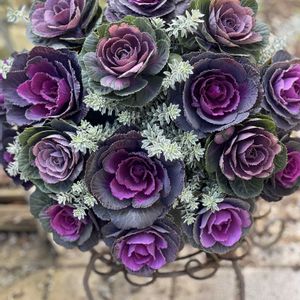 葉牡丹,花のある暮らし,ハンギングバスケット,スリットバスケット,ハンギングの画像