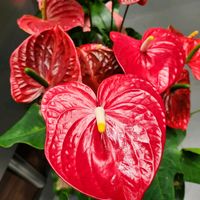 アンスリウム,クリスマス,美しい,今日の一枚,花のある暮らしの画像