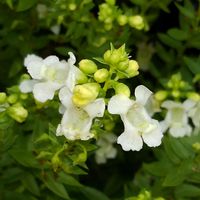 アンゲロニアの画像