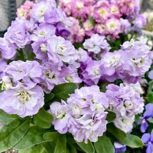 八重咲きストック,八重咲きストック,斑入りアベリア,お出かけ先の画像