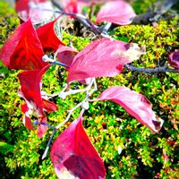 ハナミズキ,ハナミズキ,紅葉,買い物途中,赤と緑の画像