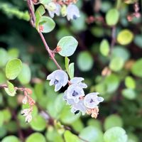 ワイヤープランツ,ワイヤープランツの花,ワイヤープランツ の実の画像