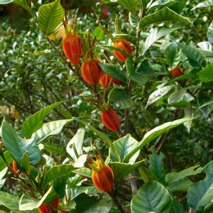 クチナシ,クチナシの実,オレンジ色の実,実の画像