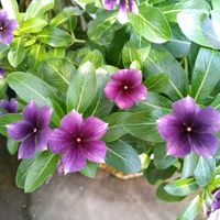 ニチニチソウ,出かけ先の画像