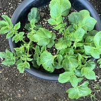 ジャガイモ,家庭菜園の画像