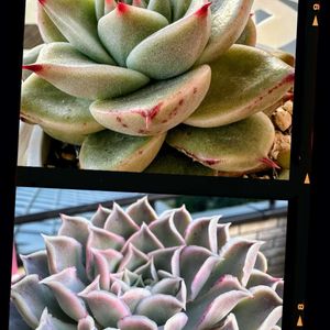 多肉植物,可愛い,ピンク,元気！,もりもり多肉の画像