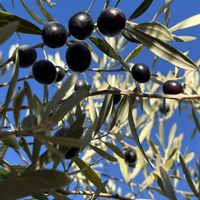 オリーブ,淡路島の画像