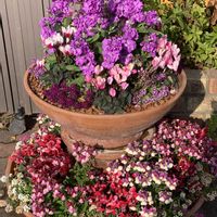 ネメシア,フリージア,ガーデンシクラメン,寄せ植え,ありがとう♡の画像