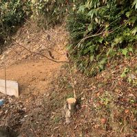 オオデマリ,キノコ,ヒラタケ,ヒラタケ,ヒラタケの画像