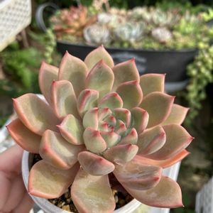 ピンクプリティxロメオ,多肉植物,多肉寄せ植え,エケベリア属,多肉大好きの画像