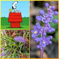 ヤブラン,ヤブラン,花のある暮らし,植物好き,自然の不思議の画像