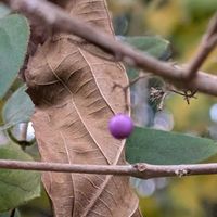 ムラサキシキブの画像