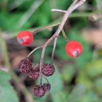 ノイバラの画像