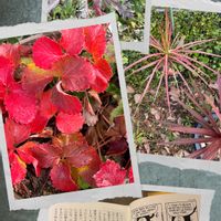 イチゴ,葉牡丹,コルジリネ,ドラセナレインボー,花ブローチ倶楽部の画像