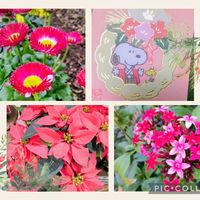 デージー,ペンタス,ポインセチア,真っ赤な火曜日,毎月2日はスヌーピーの日の画像