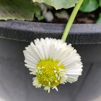 シャコバサボテン,デージー,寄せ植え,鉢植え,かわいい花の画像