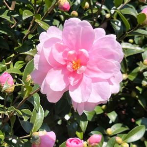 ヒメサザンカ,姫山茶花,散歩道の画像