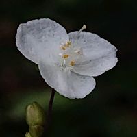 ブライダルベールの画像