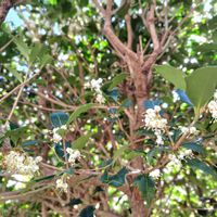 トベラ,ヒイラギ,モミジ,セイヨウヒイラギ,マサキの画像