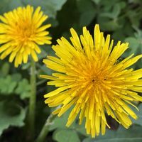 タンポポ,黄色い花,多年草,道端,青空の画像