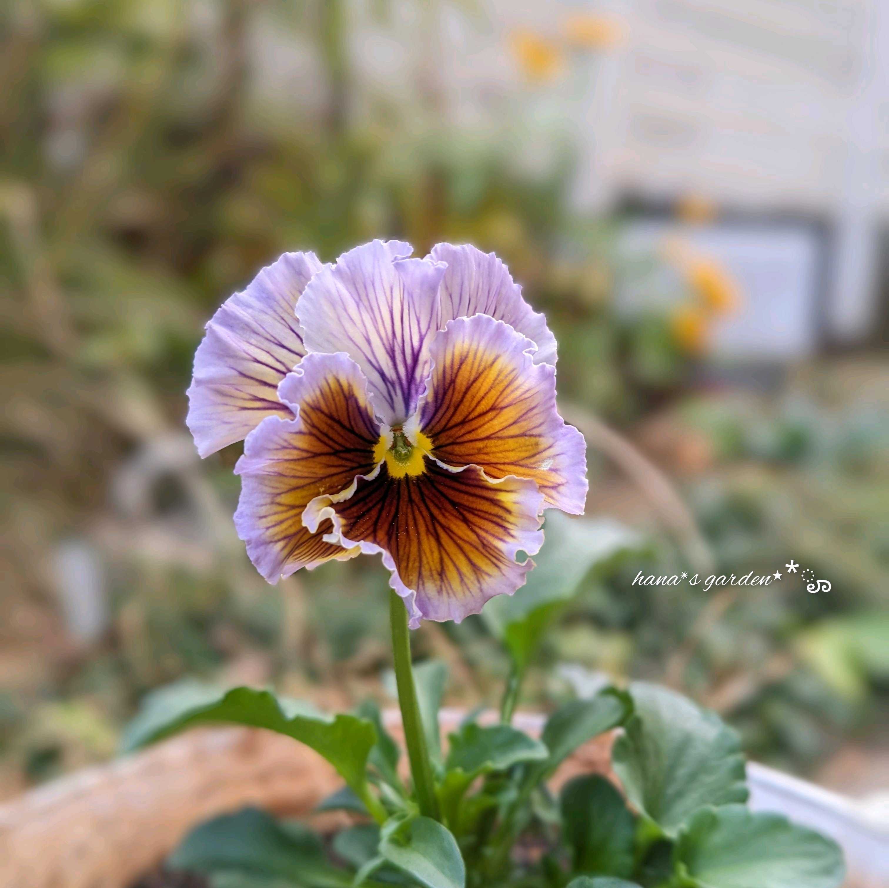 A－STORYビオラの一覧｜🍀GreenSnap（グリーンスナップ）