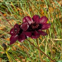 チョコレートコスモス,歩くの大好き♡の画像