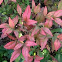 オタフクナンテン,歩くの大好き♡の画像