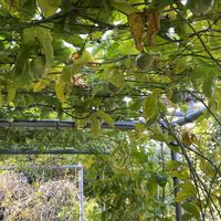 パッションフルーツ,パッションフルーツの実,ビニールハウス,家庭菜園,ベランダの画像