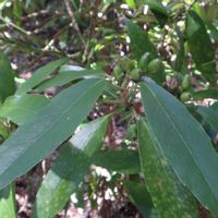 アオキ,樹木の画像