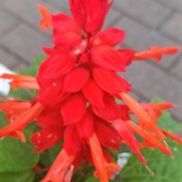 サルビア,花のある暮らし,植中毒,花自慢,花中毒の画像