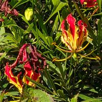 グロリオサの画像