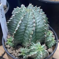 ホリダ,多肉植物,ユーフォルビアの画像