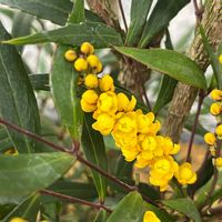 ヒイラギナンテン,マホニア コンフューサー,玄関の画像