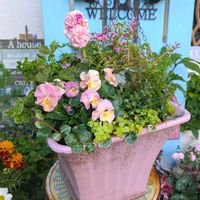 キンギョソウ,クフェア,クフェア,ストック,ストックの画像