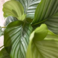 カラテア,カラテア・オルビフォリア,Calathea orbifoliaの画像