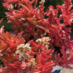 グリーンネックレス,グリーンネックレス,ストック,ガーデンシクラメン,ひまつりの画像