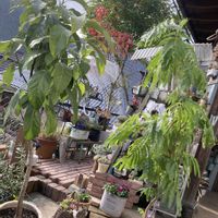 アボカド,エバーフレッシュ,癒されて,庭の画像