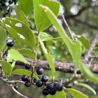ヒサカキ,ヒサカキ,果実.,スマホ写真,武器ではなく花をの画像