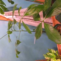 パキラ,パキラ・アクアティカ,ポトス・ハッピーデー,観葉植物,癒しの画像